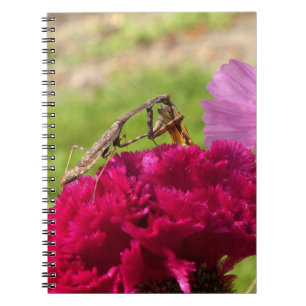 Cuaderno Orando a Mantis a comer en una polilla