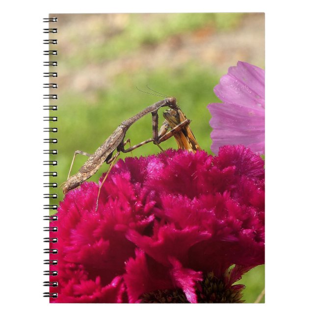 Cuaderno Orando a Mantis a comer en una polilla (Frente)
