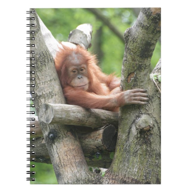Cuaderno Orang-Utan (Frente)