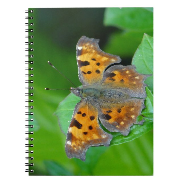 Cuaderno Orange butterfly (Frente)