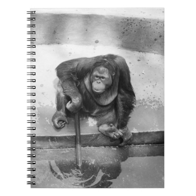 Cuaderno Orangután (Frente)