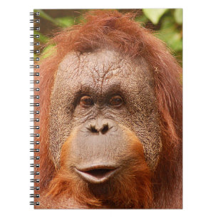 Cuaderno Orangután cutáneo