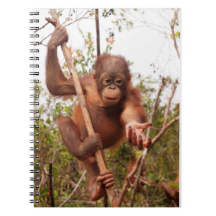 Cuaderno Orangután del albañil - présteme una mano
