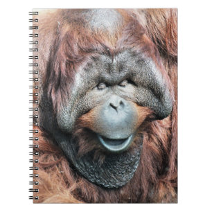 CUADERNO ORANGUTANOS