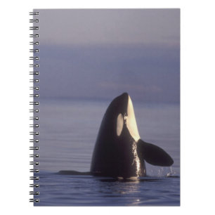 Cuaderno Orca asesina (Orca orcinus) espiando cerca