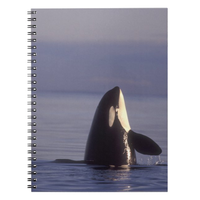 Cuaderno Orca asesina (Orca orcinus) espiando cerca (Frente)