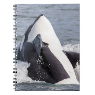 Cuaderno Orca saltando fuera del agua