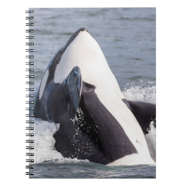 Cuaderno Orca saltando fuera del agua (Frente)