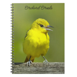 Cuaderno Orchard Oriole - Foto original