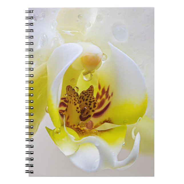 Cuaderno Orchid Dew (Frente)