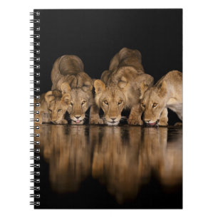 Cuaderno Orgullo de leones bebe en el abrevadero por la noc