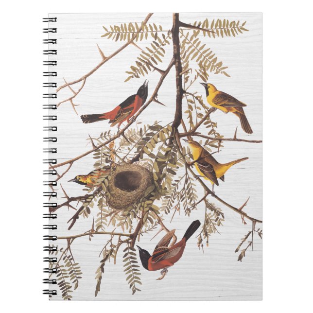 Cuaderno Oriole huerto audubón en langosta de miel (Frente)