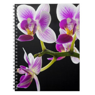 Cuaderno Orquídea blanca y púrpura