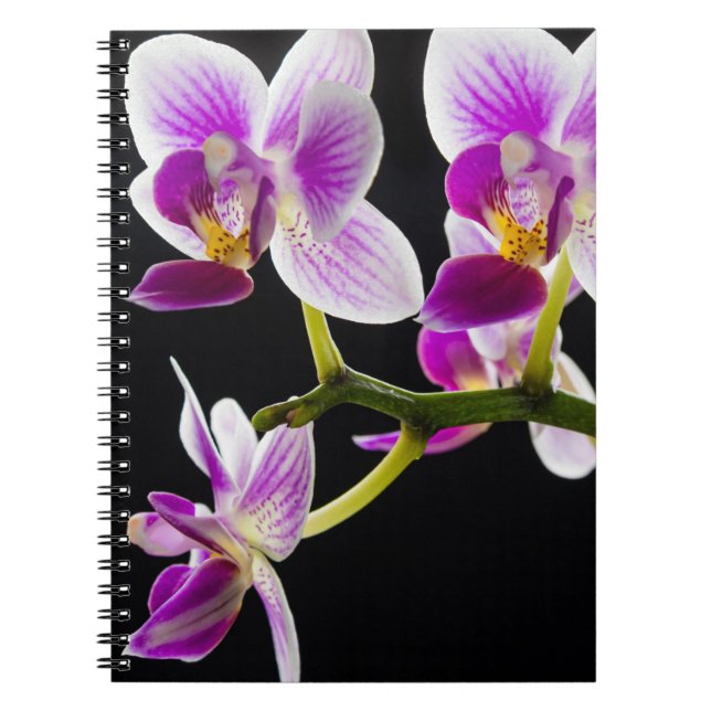 Cuaderno Orquídea blanca y púrpura (Frente)