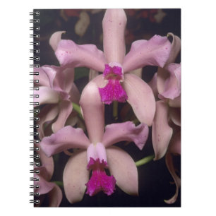 Cuaderno Orquídea (Cattleya amethystoglossa), oriental