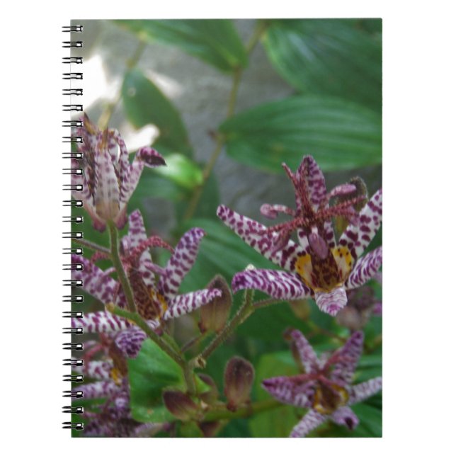 Cuaderno Orquídea de rayas blancas púrpura como lilo floral (Frente)