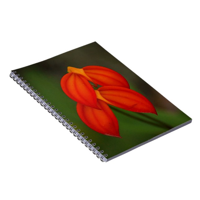 Cuaderno Orquídea del ignea del Masdevallia (Lado Derecho)