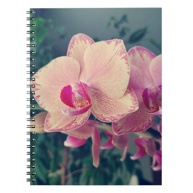 Cuaderno Orquídea falaenopsis ppolka punto flores rosadas f (Frente)