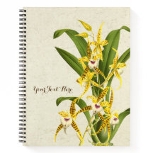 Orquídea Rhynchostele cordata