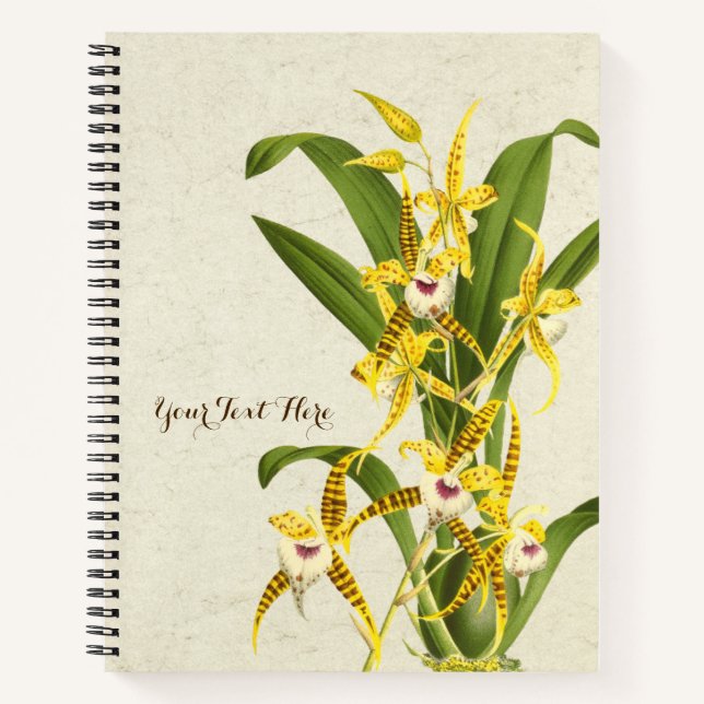 Cuaderno Orquídea Rhynchostele cordata (Anverso)