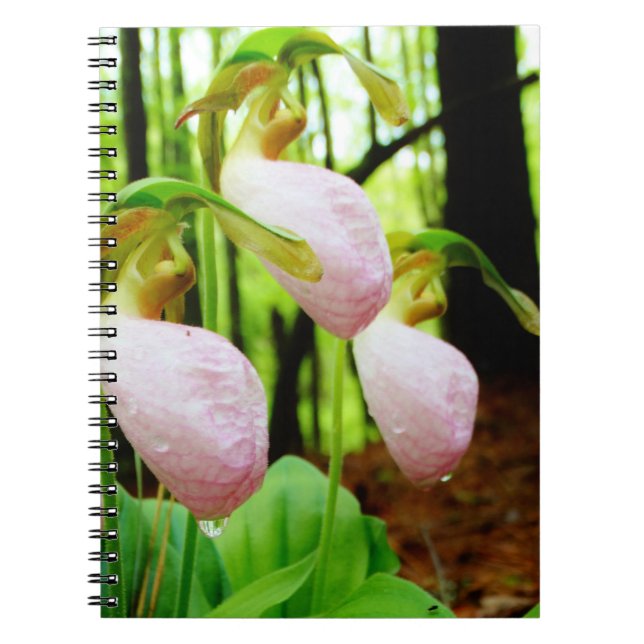 Cuaderno Orquídea salvaje de señora deslizador rosada (Frente)