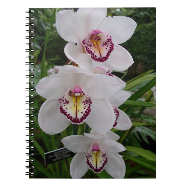Cuaderno Orquídeas Blancas Hermosas Flores Tropicales (Frente)