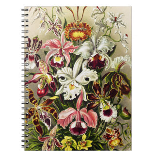 Cuaderno Orquídeas Orchideae Denusblumen Ernst Haeckel