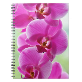 Cuaderno Orquídeas rosadas encantadoras