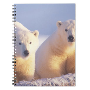 Cuaderno Osa de oso polar con cría en el hielo de banquisa