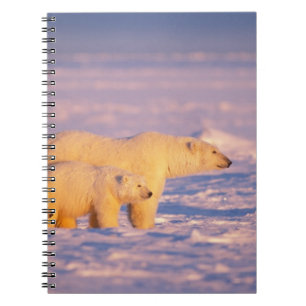 Cuaderno Osa de oso polar con crías de primavera en el cong