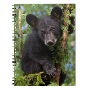 Cuaderno Osezno de oso negro jugando en árboles