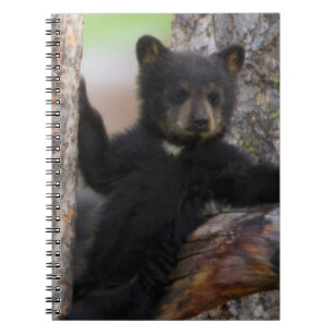 Cuaderno Osezno de osos negros descansando