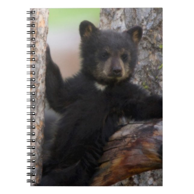 Cuaderno Osezno de osos negros descansando (Frente)