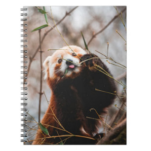 CUADERNO OSO CUTE KOALA