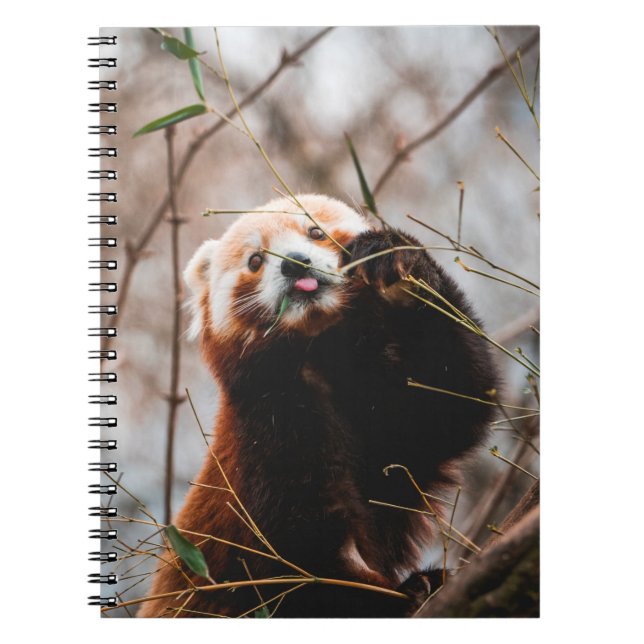 CUADERNO OSO CUTE KOALA (Frente)