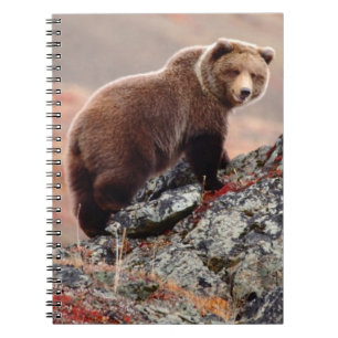 Cuaderno Oso de Denali Brown