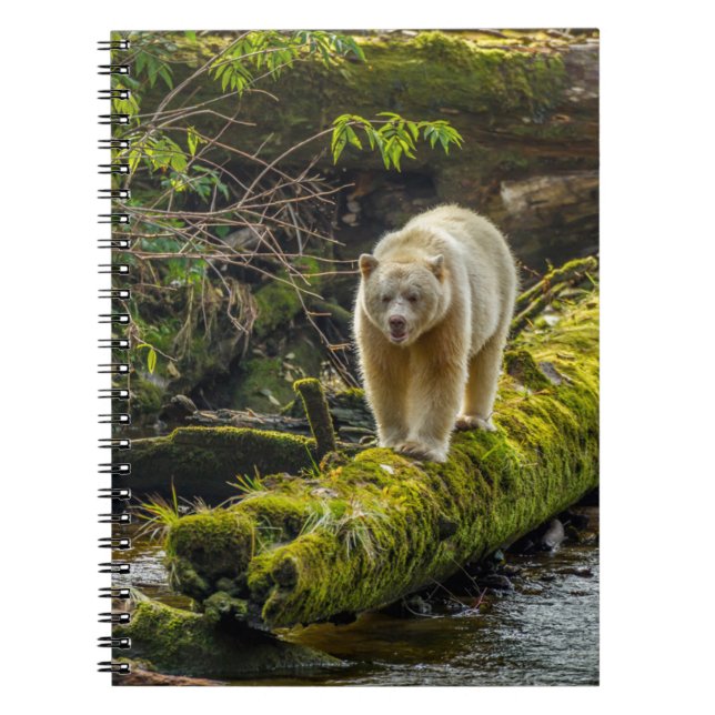Cuaderno Oso de espíritu blanco | Columbia Británica, Canad (Frente)
