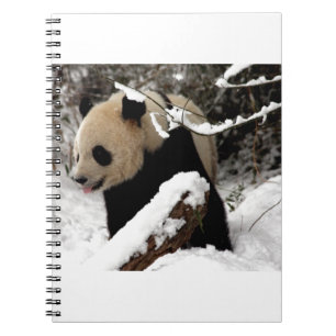 Cuaderno Oso de panda