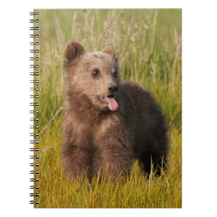 Cuaderno Oso divertido del bebé de las imágenes el de