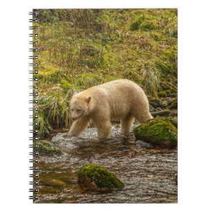Cuaderno Oso Espíritu Blanco caza peces en el arroyo Riorda