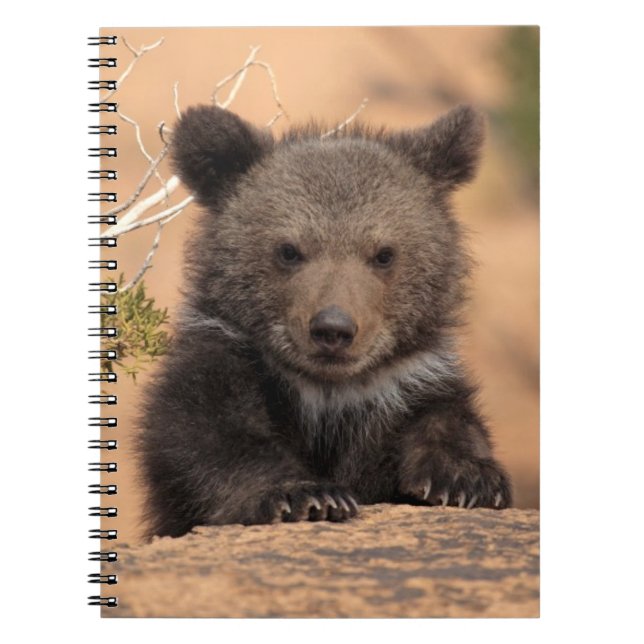 Cuaderno Oso grizzly Cub (Frente)