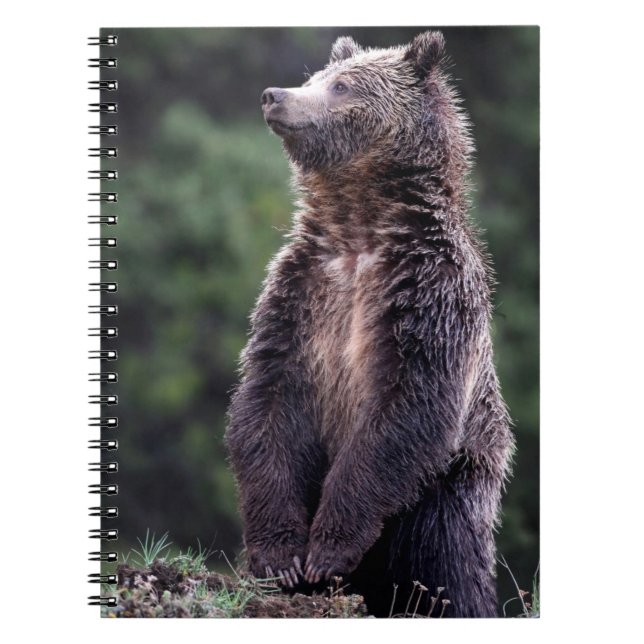 Cuaderno Oso grizzly derecho (Frente)