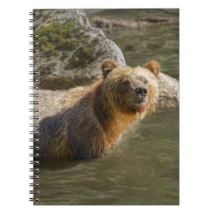 Cuaderno Oso Grizzly Salvaje En El Río Orford