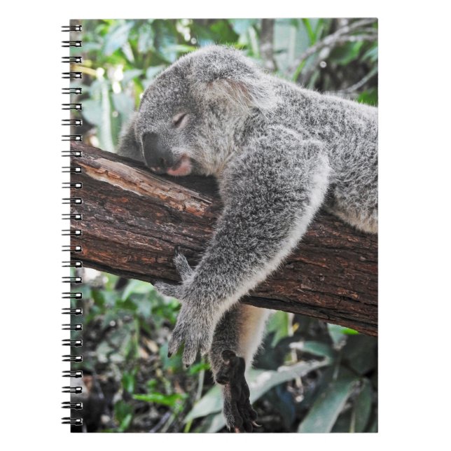 CUADERNO OSO KOALA DURMIENDO EN ÁRBOL (Frente)