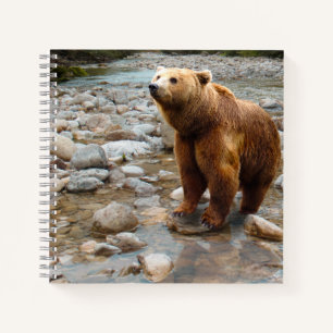 Cuaderno Oso marrón en la corriente