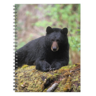 Cuaderno Oso negro en un tronco de crecimiento antiguo en l