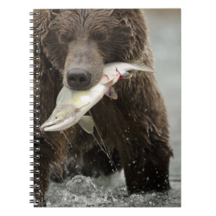 Cuaderno Oso pardo, o oso grizzly costero, Ursus