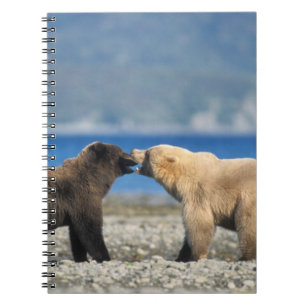 Cuaderno Oso pardo, oso grizzly, jugar en la playa,