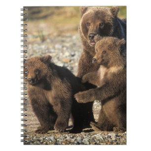 Cuaderno Oso pardo, oso grizzly, osa con crías en la costa
