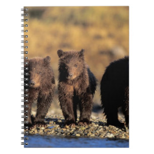 Cuaderno Oso pardo, oso marrón, crías, Katmai National